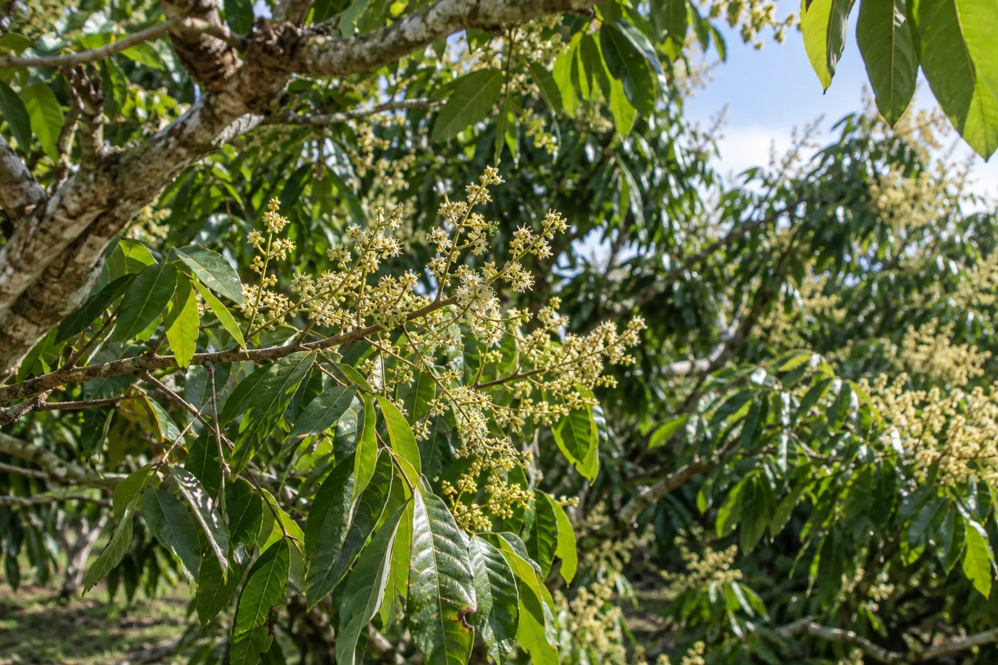 龍眼枝端的淡黃小花、分枝花序與綠葉