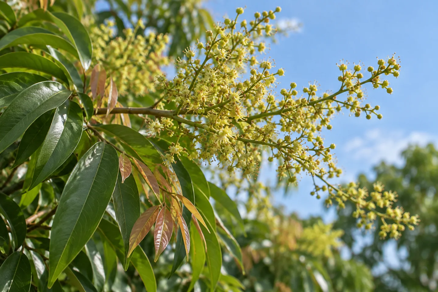 玉荷包荔枝的細小黃綠花、花苞、尖長綠葉與銅紅新葉
